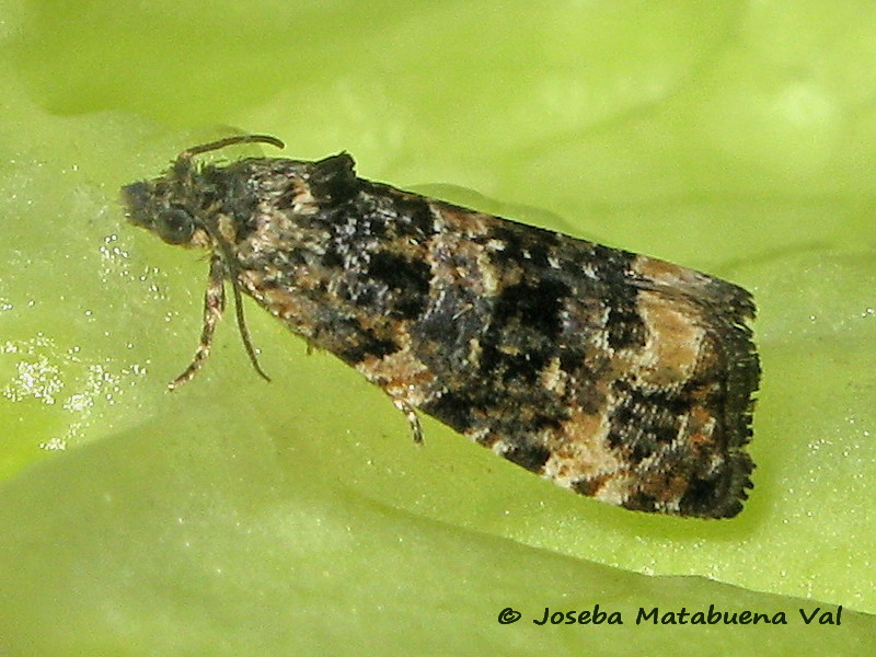 Endothenia marginana - Tortricidae